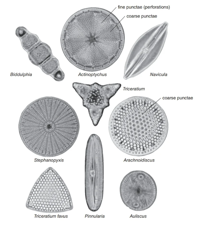 Solved What types of symmetry do the Diatoms in Figure 10.8 | Chegg.com