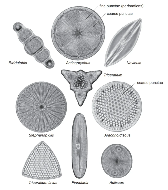 diatoms under microscope labeled