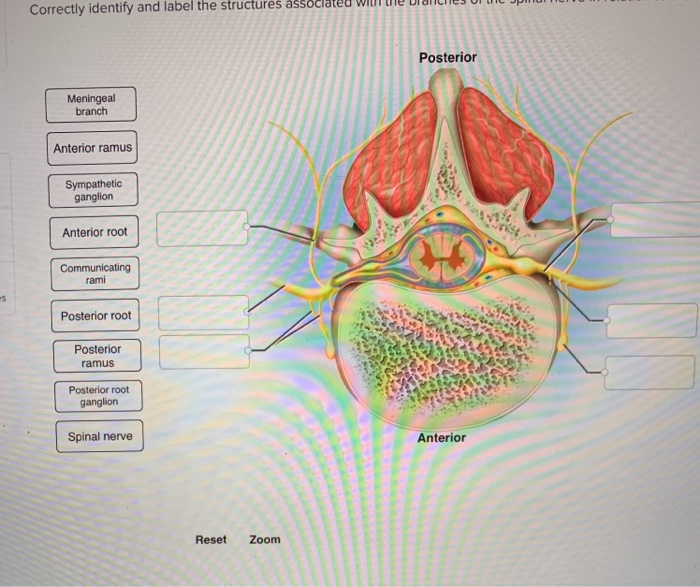 Solved Densify And Label The Structures Associated With The 9816