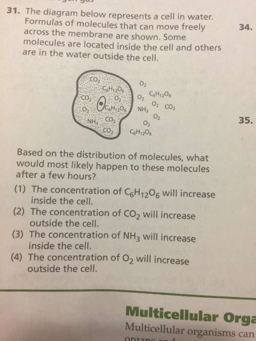 Solved 31. The diagram below represents a cell in water. | Chegg.com