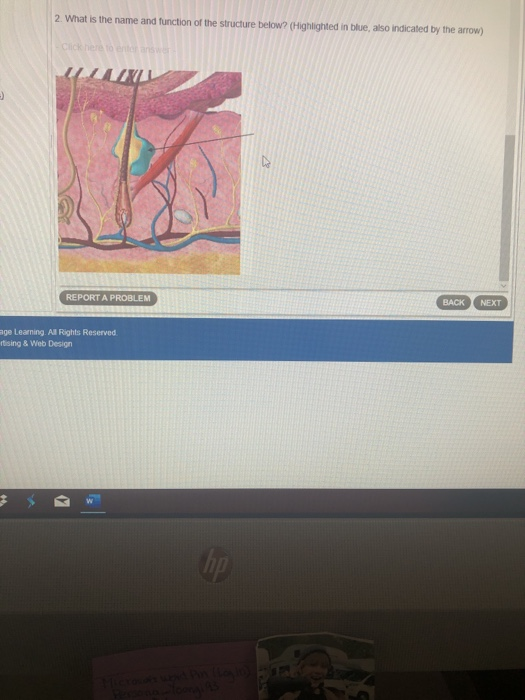 Solved 2. What is the name and function of the structure | Chegg.com