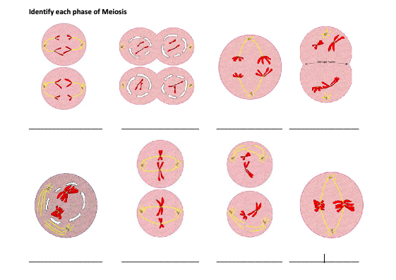 stages of meiosis cartoon