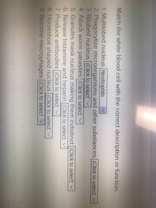 Solved Match the white blood cell with the correct | Chegg.com