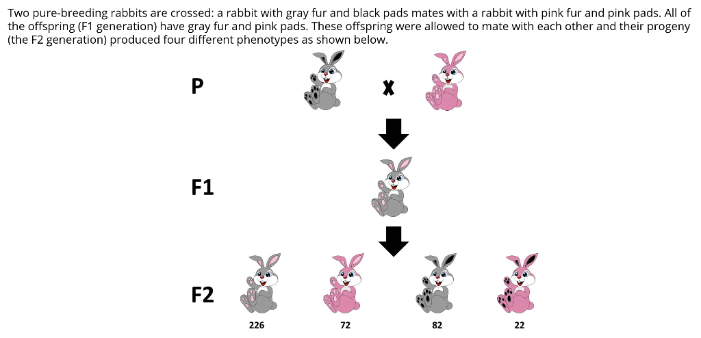 solved-two-pure-breeding-rabbits-are-crossed-a-rabbit-with-chegg