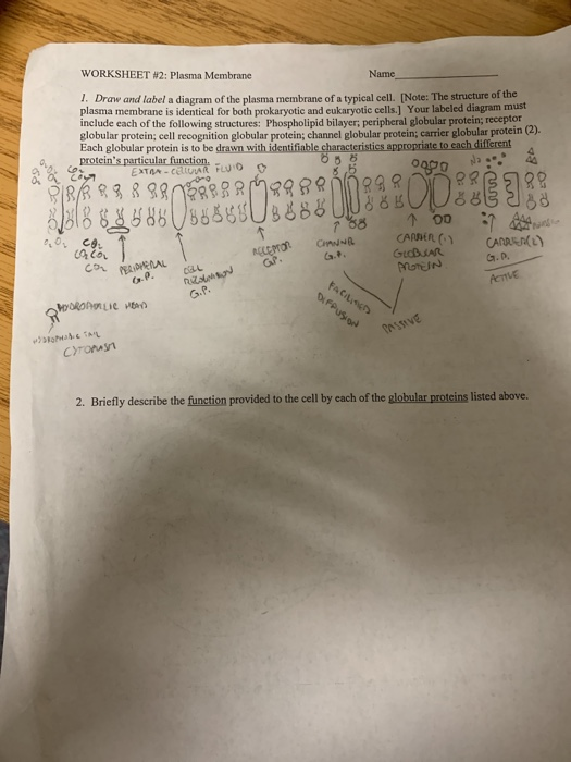 Solved WORKSHEET #2: Plasma Membrane Name 1. Draw and label | Chegg.com