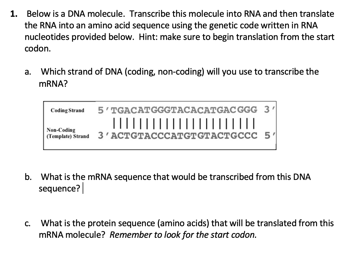 Solved 1 Below Is A Dna Molecule Transcribe This Molecule Chegg Com