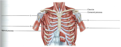 Identify The Chest Shoulder And Respiratory Muscles Show Chegg Com