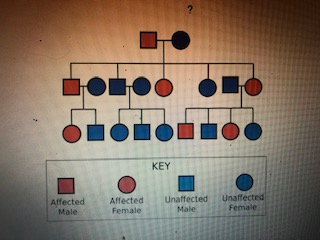 Solved Pedigree Exercise I For each pedigree below | Chegg.com