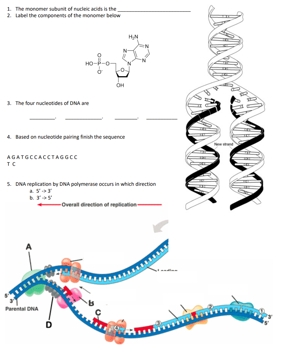 Solved 1. The monomer subunit of nucleic acids is the 2.
