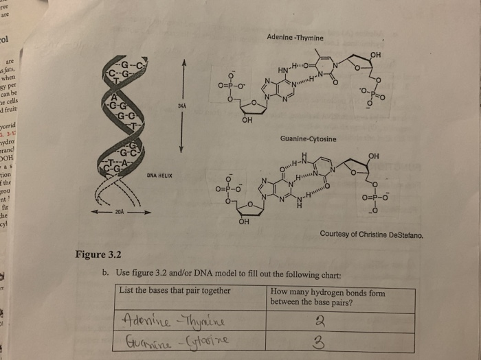 Solved 2. Peptide. Find The Peptide Molecule. The End With | Chegg.com