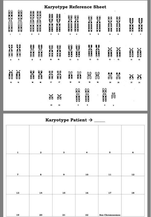 Karyotype Layout Worksheet Answer Key - A Worksheet Blog