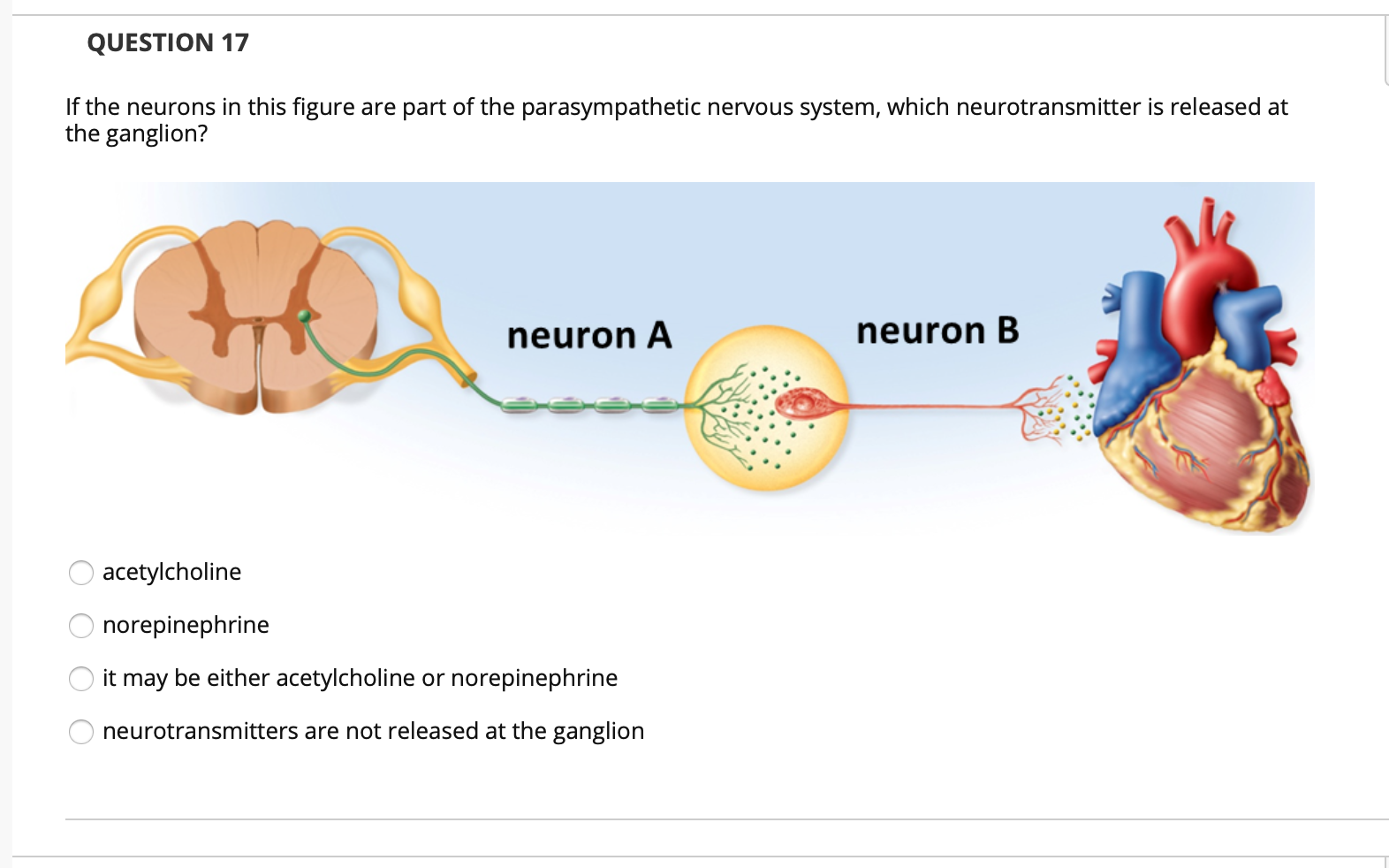 Solved QUESTION 16 The neurons in this figure carry neuron A | Chegg.com