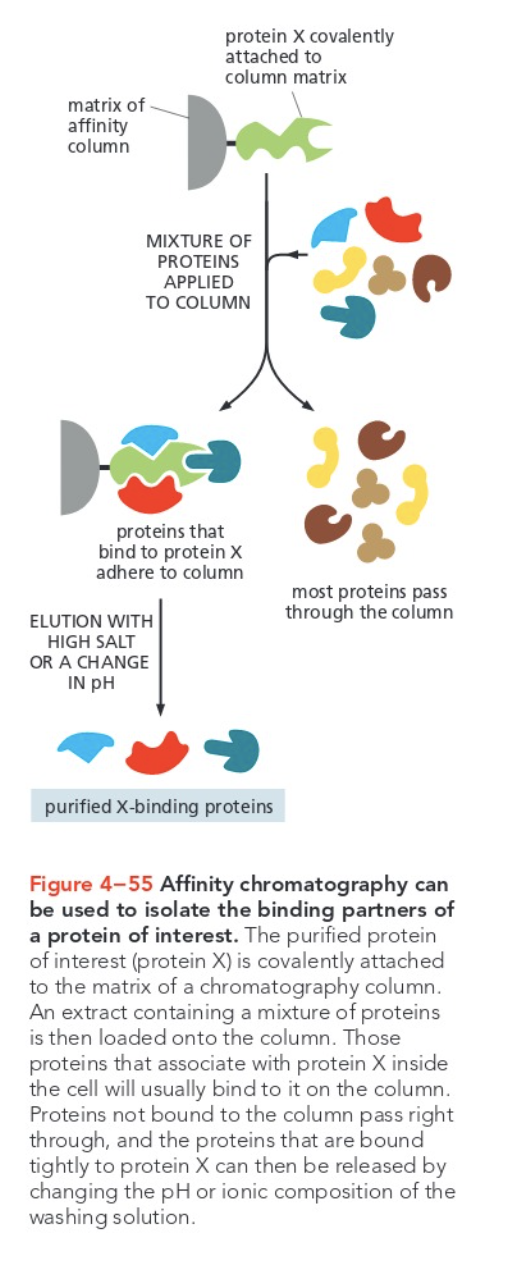 Solved When affinity column chromatography is discussed in