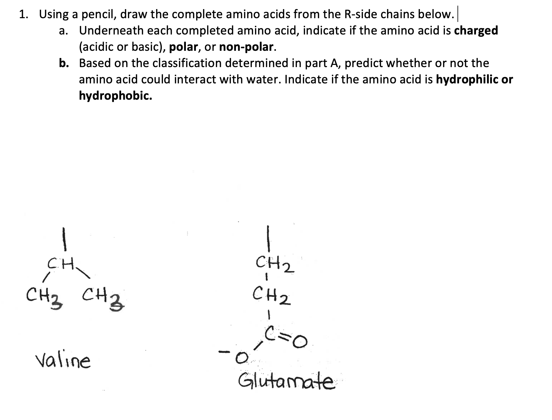 Solved 1. Using a pencil, draw the complete amino acids from | Chegg.com
