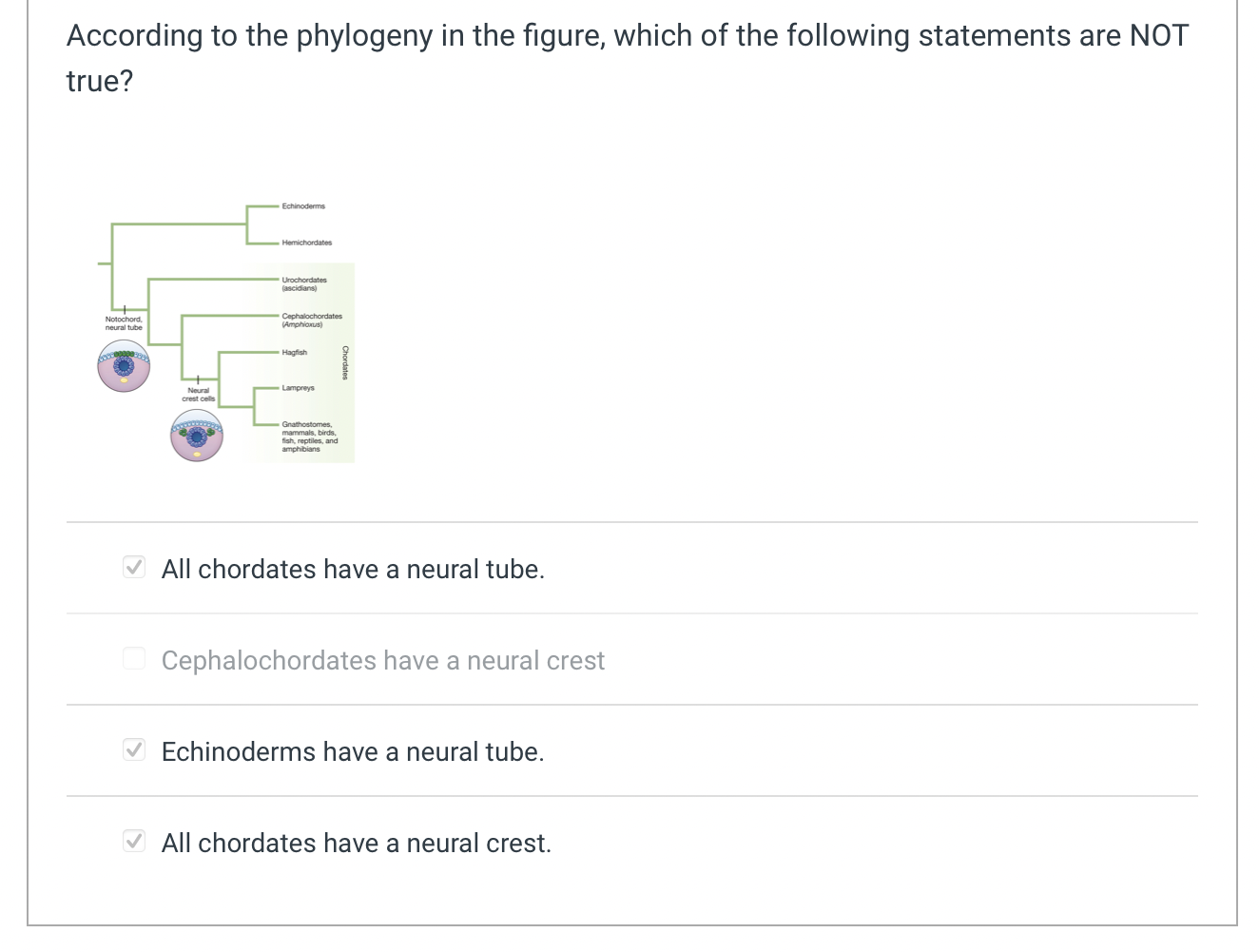 Solved According To The Phylogeny Below Which Of The | Chegg.com