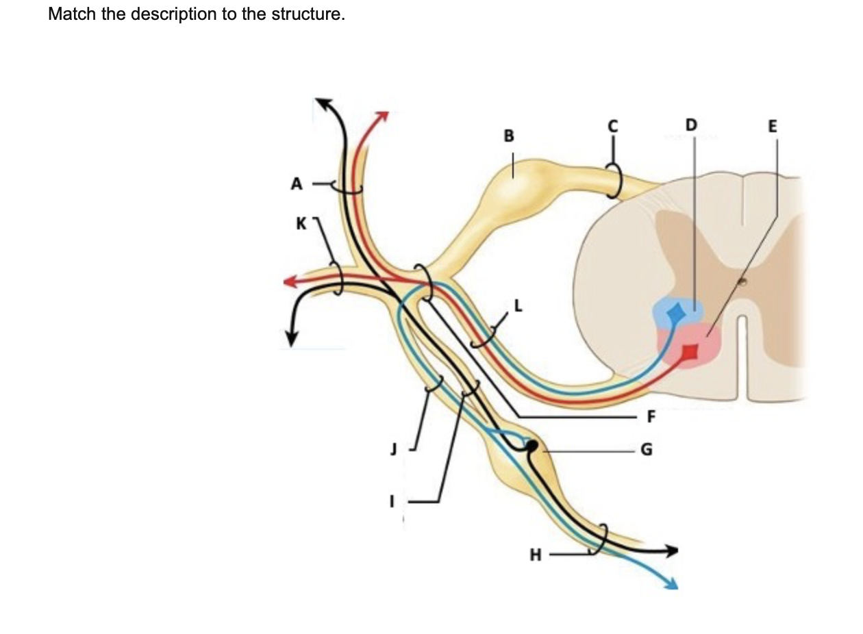 Solved A Carries motor neurons to the muscles of the back of | Chegg.com
