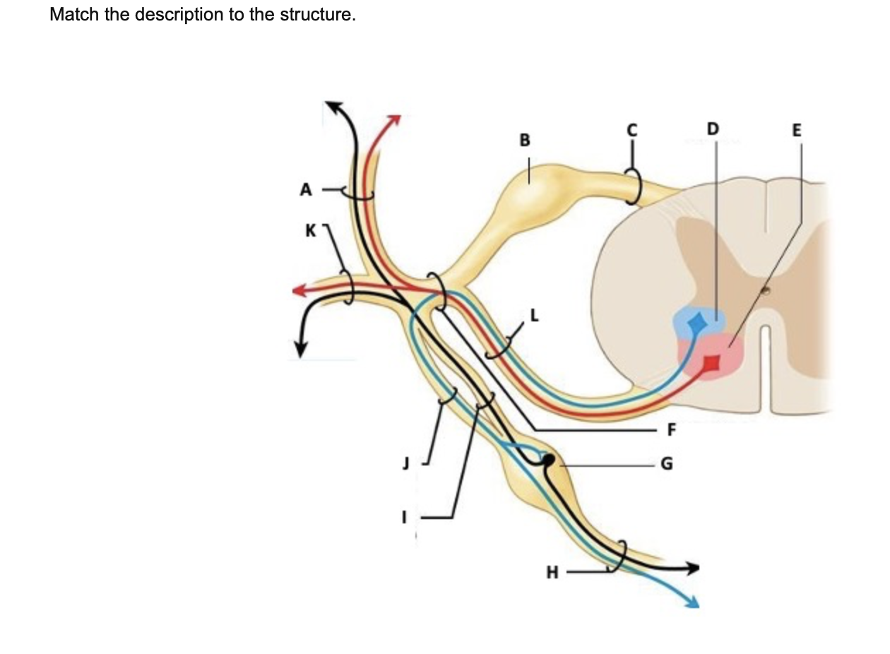 solved-a-carries-motor-neurons-to-the-muscles-of-the-back-of-chegg