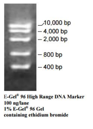 High Range DNA Ladder