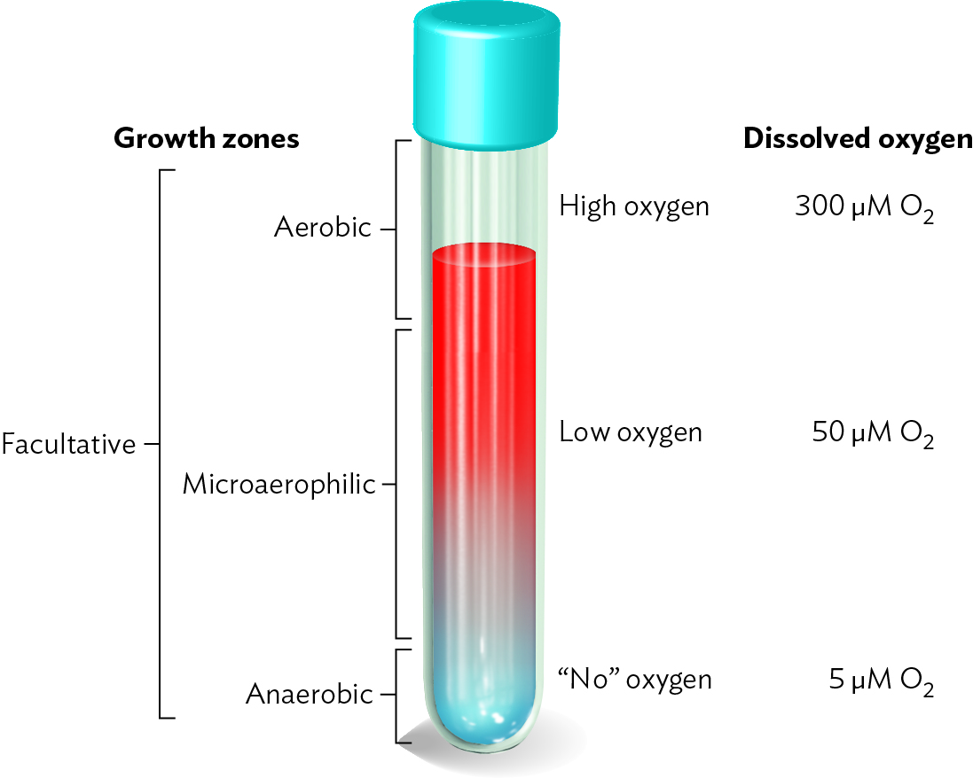 Me кислород. Dissolved Oxygen c-7105. Oxyhen антиэнтропийный теплоуничтожитель. Use of Oxygen. Low Oxygen перевод.