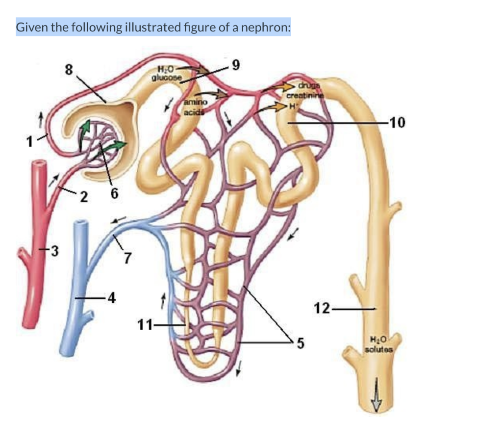 Solved Given the following illustrated figure of a nephron: | Chegg.com