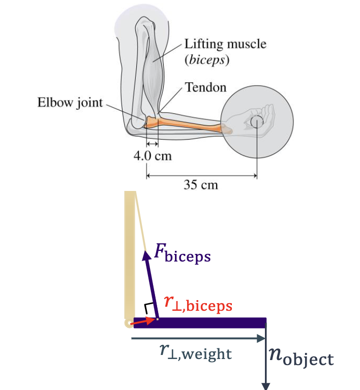 Solved A: People Use Full Range Of Motion Of Biceps When, 42% OFF