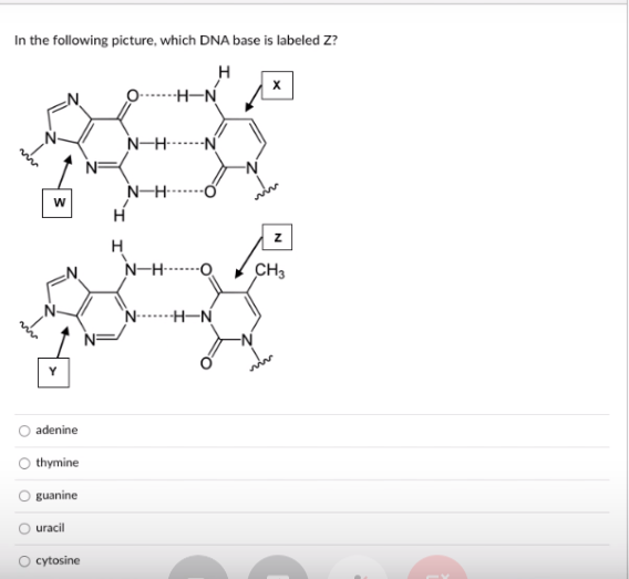 Solved In the following picture, which DNA base is labeled | Chegg.com
