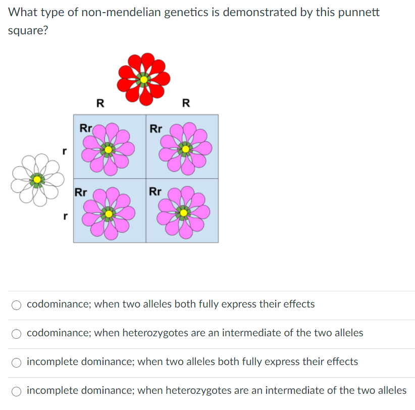 incomplete dominance punnett square