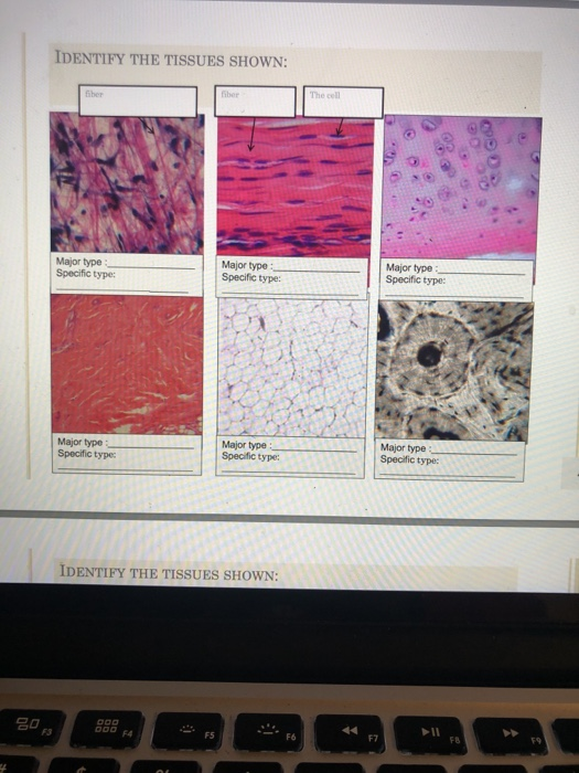 Solved IDENTIFY THE TISSUES SHOWN (AND MARKED DETAILS) Name | Chegg.com