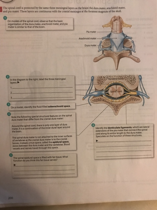 Solved The spinal cord is protected by the same three | Chegg.com