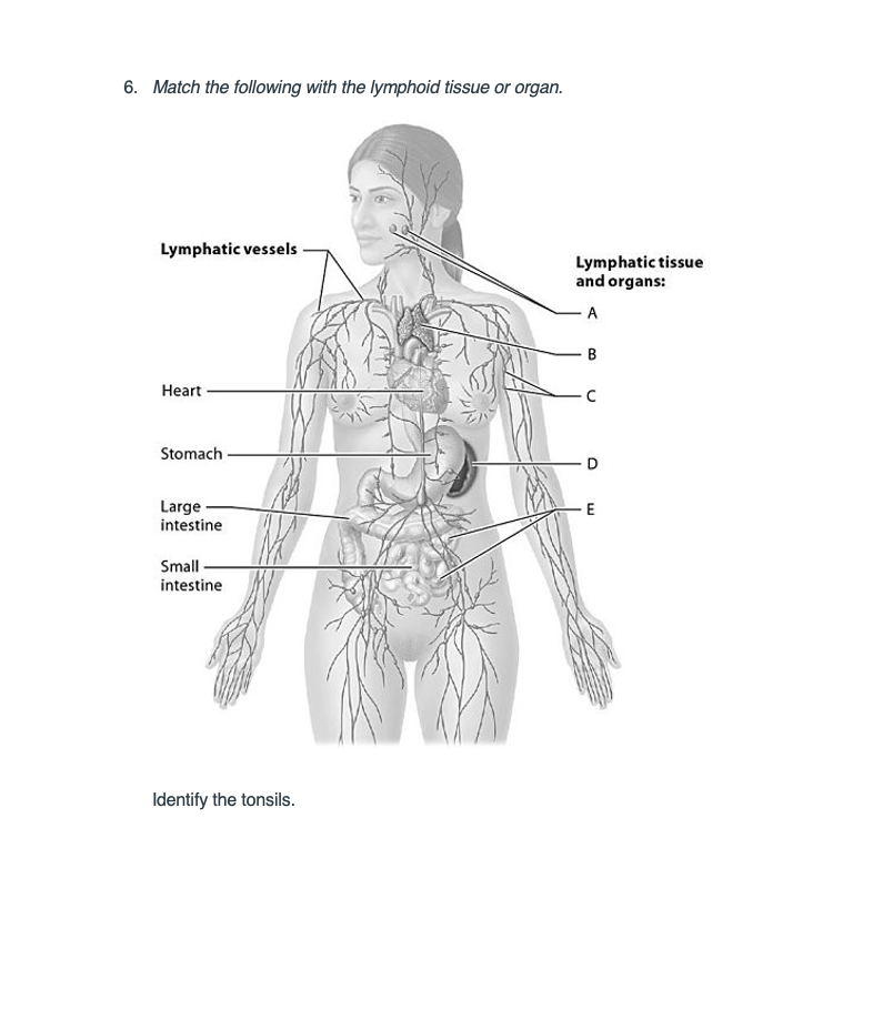 Solved 6. Match the following with the lymphoid tissue or | Chegg.com