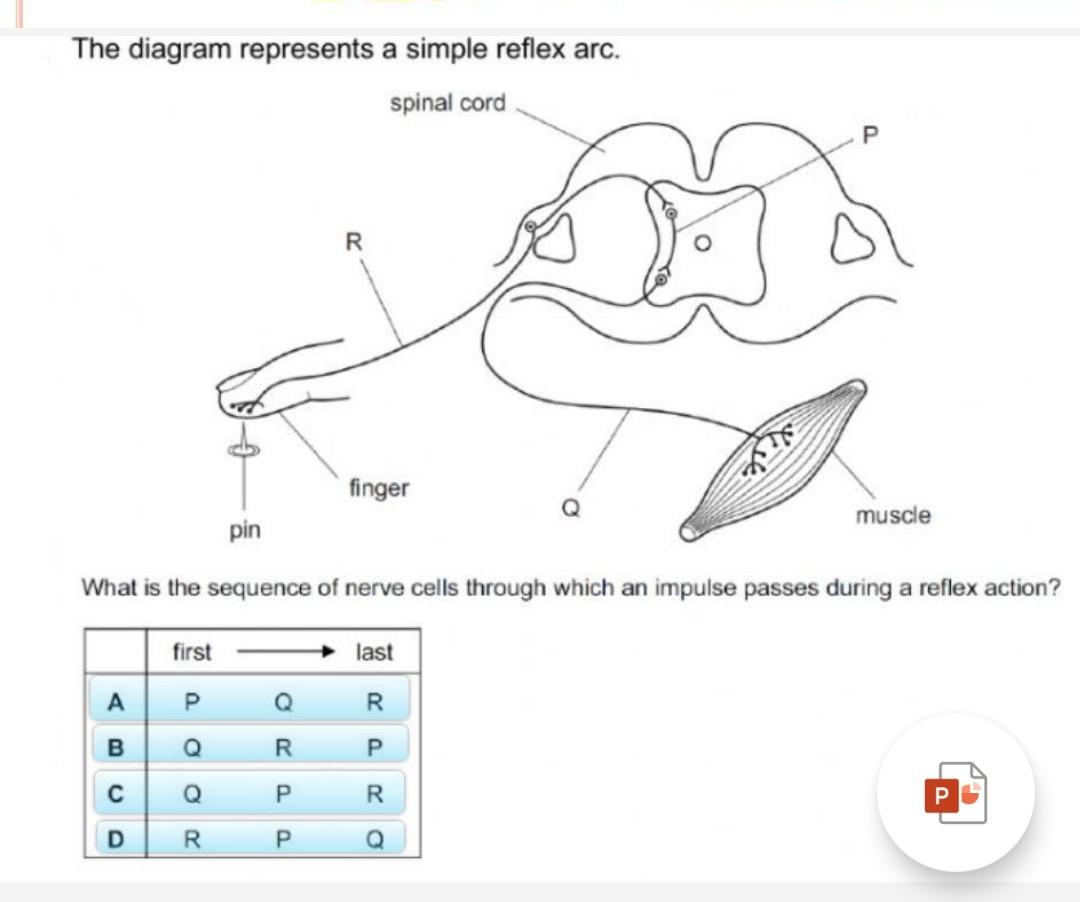 What is meant by reflex-action? With the of a labelled diagram trace the  sequence of event which occurs when we touch a hot object.