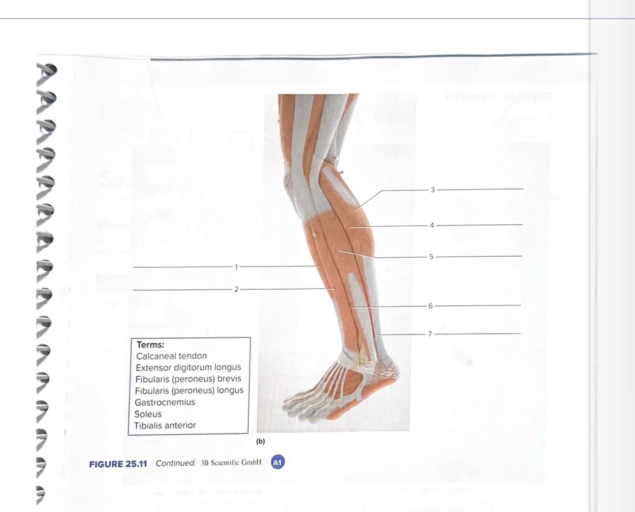 FIGURE 25.17 continued. sв scienun บиюп