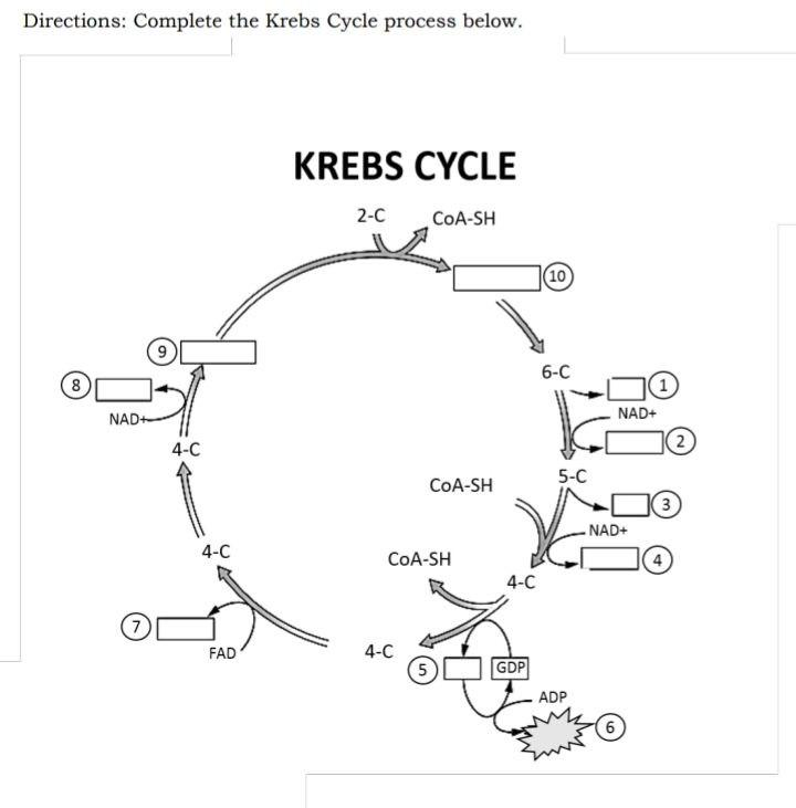 Solved Directions Complete the Krebs Cycle process below.