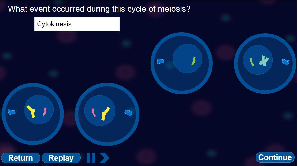 What event occurred during this cycle of meiosis?
Cytokinesis