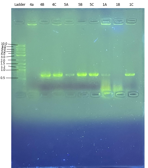 Describe Your Agarose Gel Observations, Referring To | Chegg.com