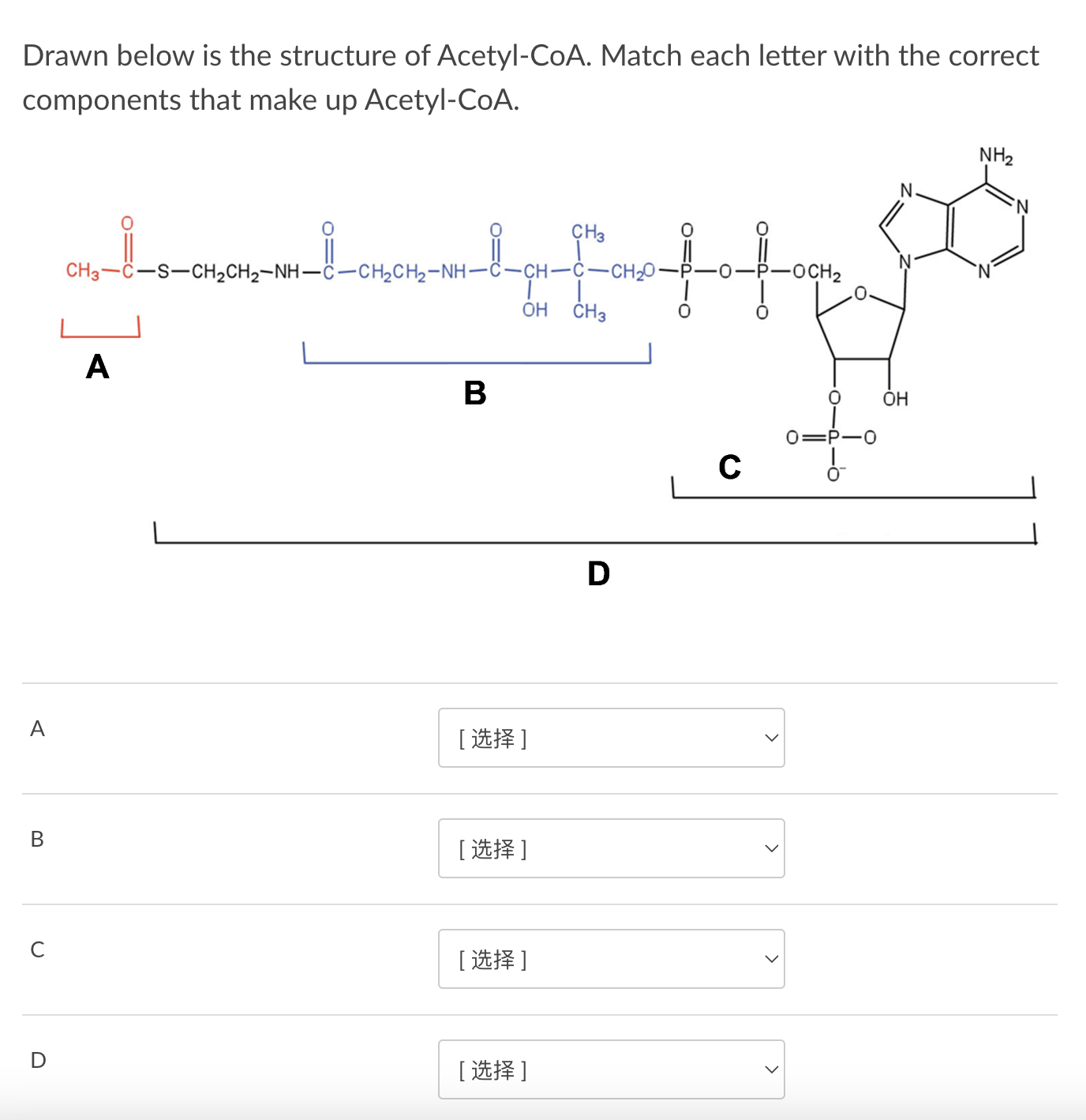 Solved Drawn below is the structure of Acetyl-CoA. Match | Chegg.com