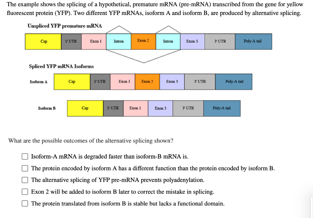 Solved The Example Shows The Splicing Of A Hypothetical, | Chegg.com