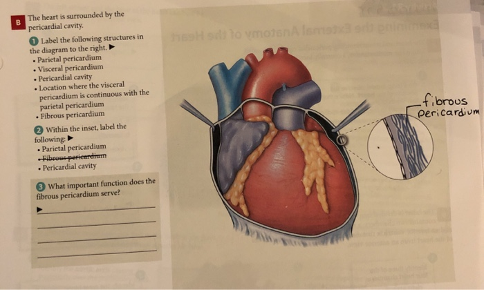 solved-the-heart-is-surrounded-by-the-pericardial-cavity-chegg