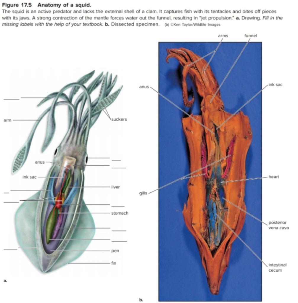 Figure 17.5 Anatomy of a squid. The squid is an | Chegg.com