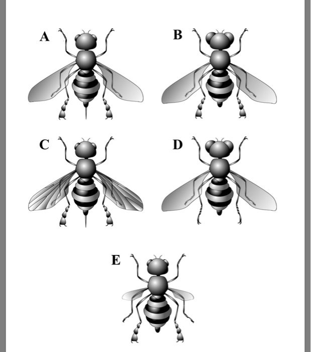 Solved Illustrated on the last page is a group of