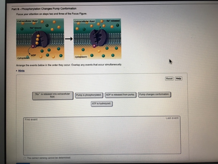 Solved Focus your alternation on steps two and three of the | Chegg.com