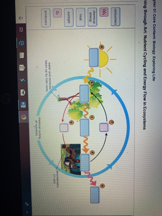 30 Can You Label This Diagram Showing How Nutrients And Energy Flow In