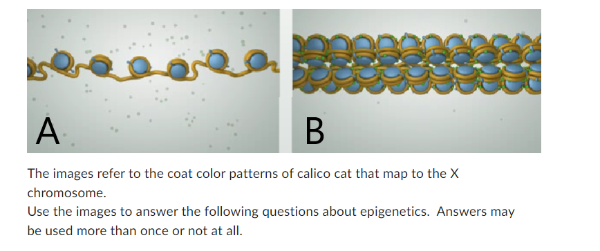 Solved The images refer to the coat color patterns of calico | Chegg.com