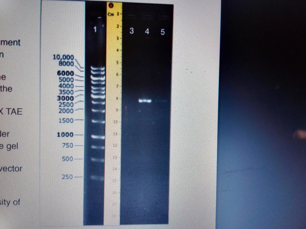 Solved Essential Calculations For Cloning & | Chegg.com