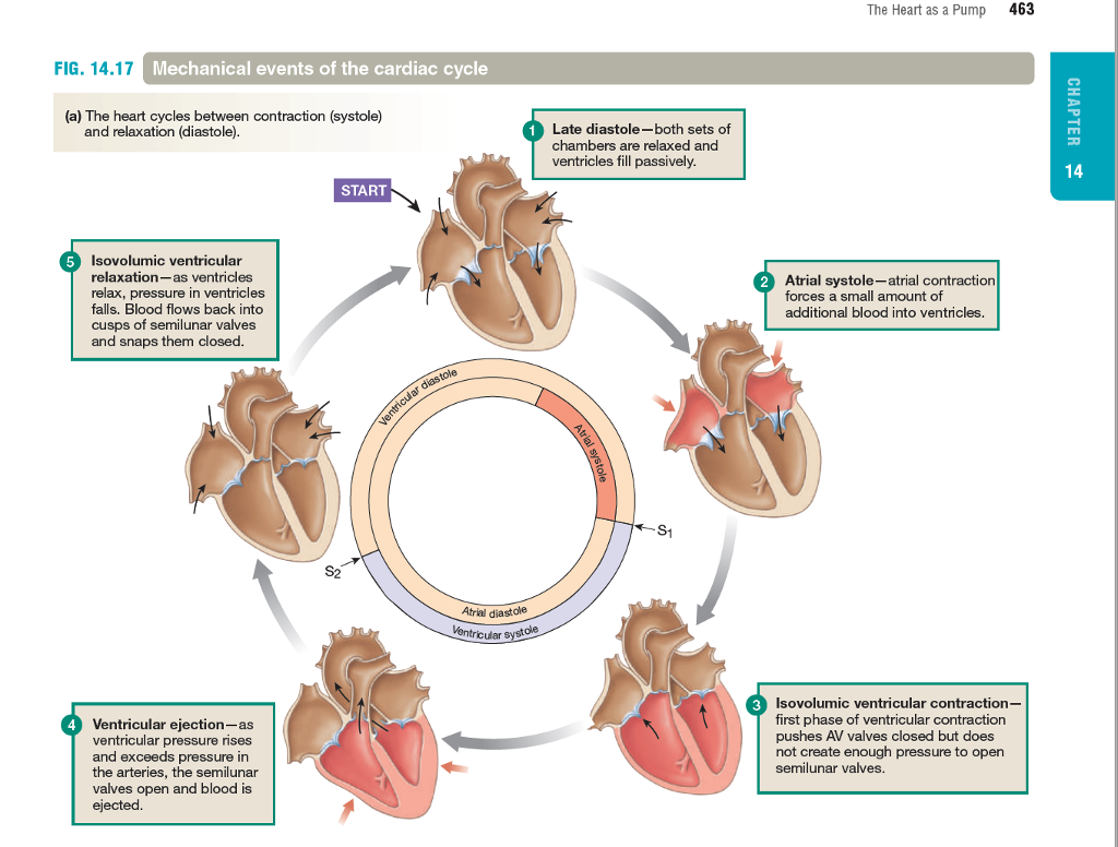 Stages Of The Cardiac Cycle