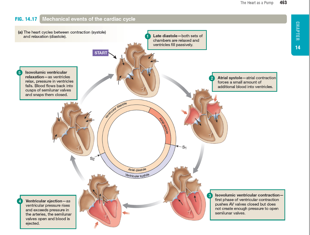 solved-cardiac-cycle-can-you-walk-your-way-through-the-chegg