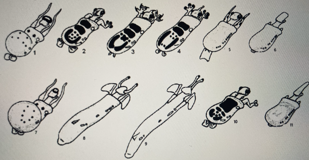 Solved Create a dichotomous key for these cockroaches in the | Chegg.com