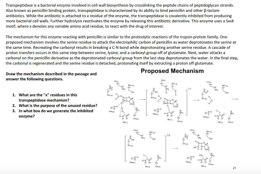 Transpeptidation Transpeptidase is a bacterial enzyme involved in cell | Chegg.com
