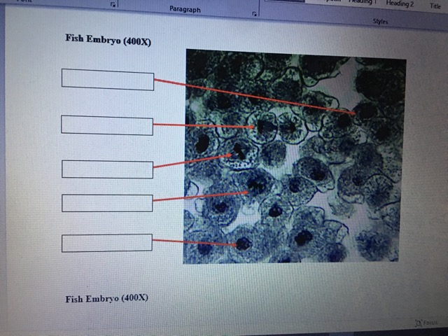 Solved Cell Division Worksheet 1 Microscope Images Any H Chegg Com