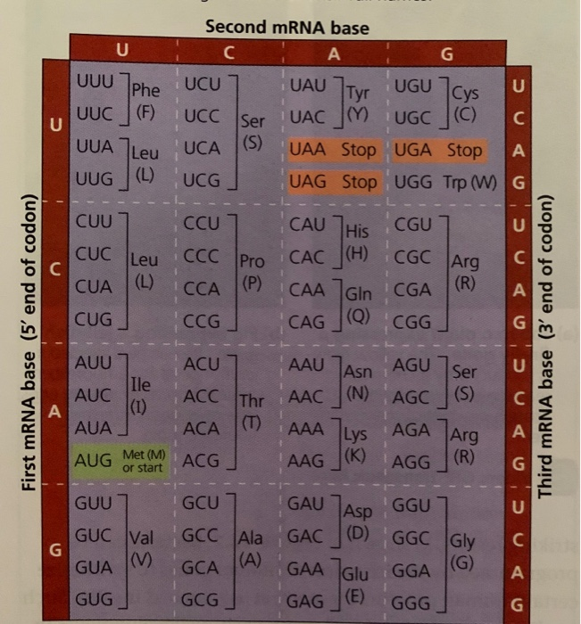 Solved Leve by a set of similar codons (see Figure 17.coded | Chegg.com